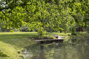 Fototapeta na wymiar Romantic view of the pond in the summer