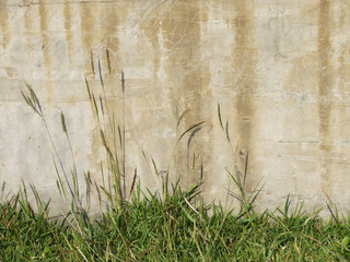 High grass against concrete wall background