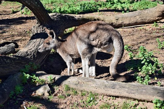  Cute wild grey kangaroo standing