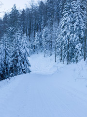 Winter landscape with a blue tint. Mountains of Switzerland with snow and pine trees.