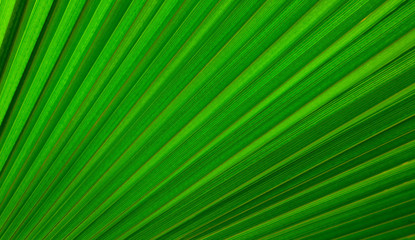Obraz premium Striped Palm tree leaf in sunlight, close up, background. Colorful green bright sunny palm-tree macro view, backdrop.