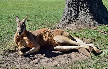 Crédence de cuisine en verre imprimé Kangourou  Very muscular wild red kangaroo lying on the grass