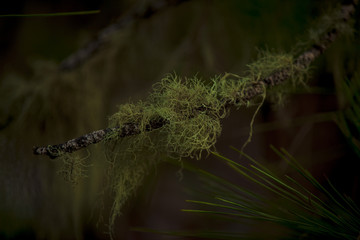 Jungle, dense forests, branches, a fabulous place. Canary Islands