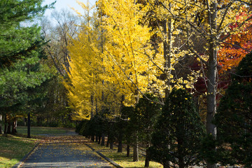 秋の公園