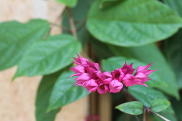 Tropical Pink Flowers in Guangdong China Asia