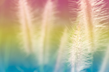 Grass flower in sunset abstract background.
