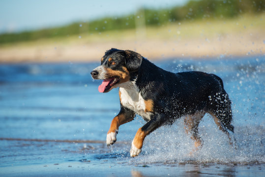 entlebucher mountain dog running on water