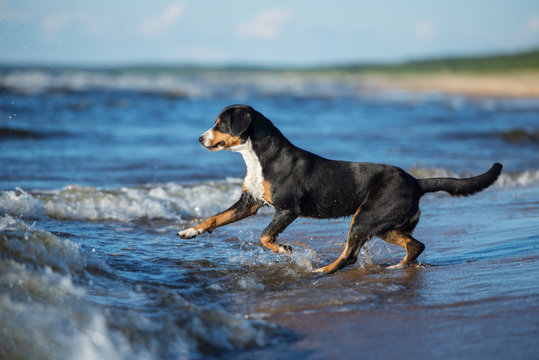 entlebucher mountain dog running into the sea