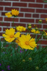 spring in the city