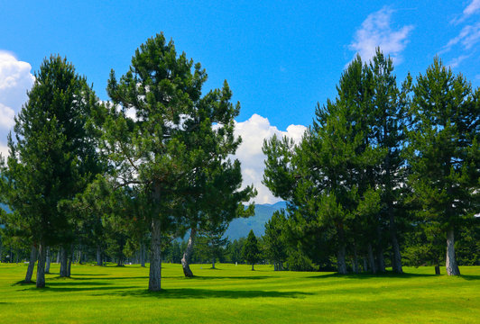 Photo depicts a beautiful colorful mountain meadow landscape, clipped lawn, spruce fir trees, summertime. European alpine mountain golf courses, blue sky background.