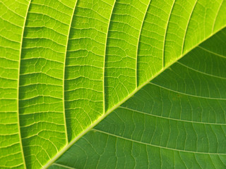 leaf texture closeup