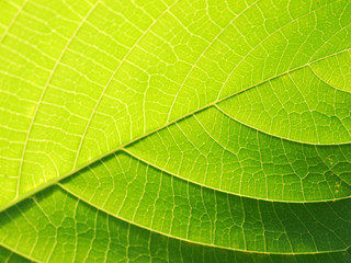 leaf texture closeup