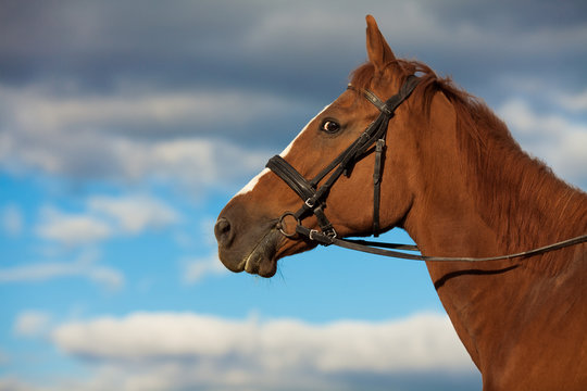 Fototapeta Funny shy horse looking scared posing over sky with rainy clouds. Copy-space. Outdoor shot