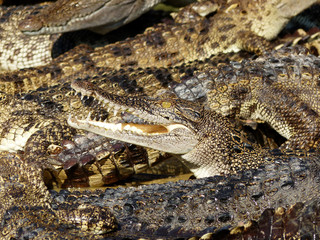 Obraz premium Crocodile with open mouth