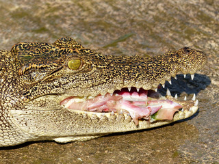 Crocodile eats chickens