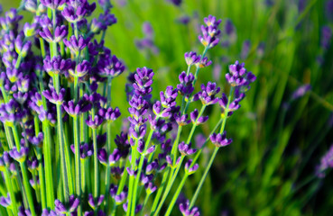 Beautiful violet wild Lavender backdrop meadow close up. French Provence field of purple lavandula herbs blooming.