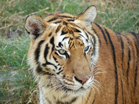 tiger