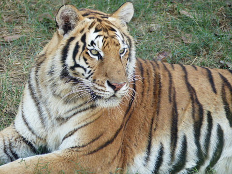 tiger