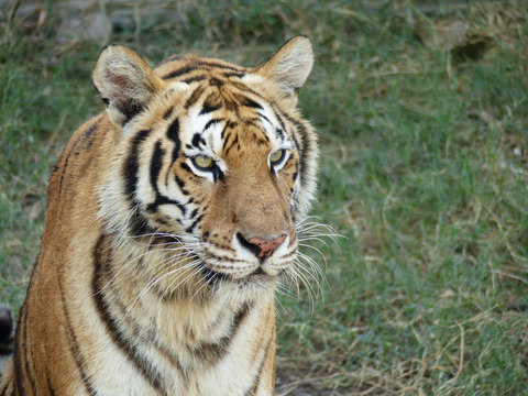 tiger