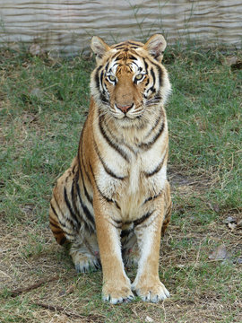 tiger