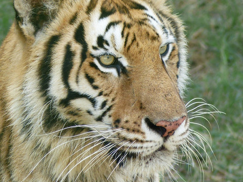 tiger