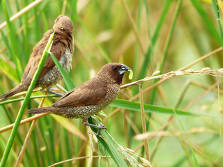 Scaly breasted Munia
