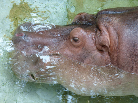 pink hippopotamus from top view