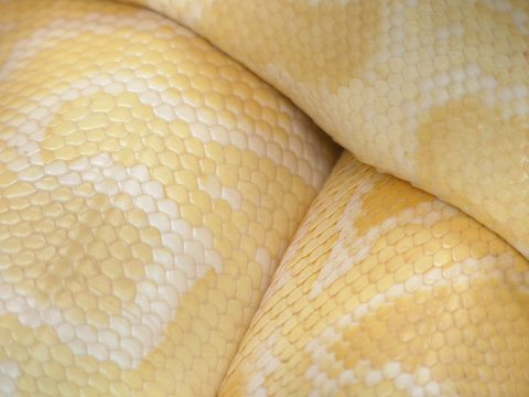 Skin of Gold Python,Reticulated python (Python reticulatus) : Closeup
