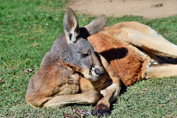 Fototapeta premium Very muscular wild red kangaroo lying on the grass
