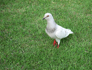 Pigeons on the grass