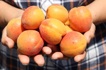 Fototapeta na wymiar Apricot in female hands