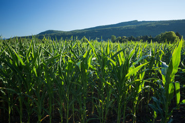 Corn field close shot