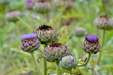 Artichauts de Bretagne