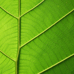 green leaf texture ( teak leaf )