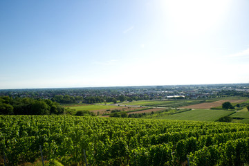 Naklejka premium Weinberg