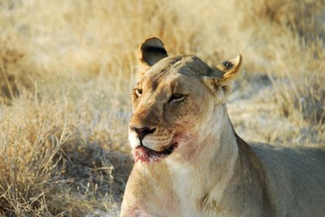 Fototapeta na wymiar Lions in the savannah, Etosha National Park, Namibia