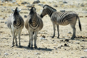 Fototapeta na wymiar Zebras in the Etosha National Park, Namibia