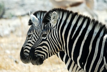 Two zebras in the Etosha National Park, Namibia