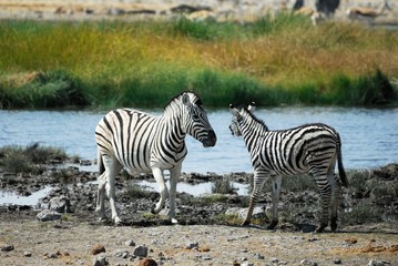 Fototapeta na wymiar Two zebras in the Etosha National Park, Namibia