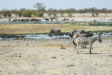 Fototapeta na wymiar Wildlife animals in the Etosha National Park, Namibia