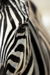 Fototapeta na wymiar Zebra close-up in the Etosha National Park, Namibia