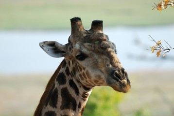 Giraffe in the savannah, Namibia