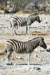 Obraz na płótnie Canvas Two zebras in the Etosha National Park, Namibia