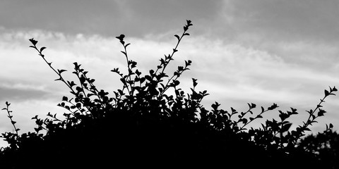 Bush Silhouette