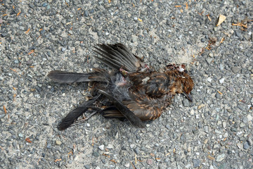 Toter Vogel auf der Straße