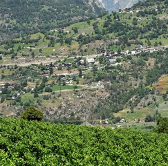 valais...vigne