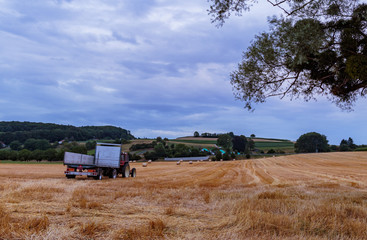 Fototapeta premium Tractor with trailer on the wheat field at evening