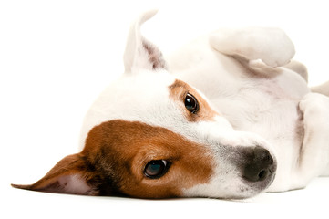 Jack Russell Terrier