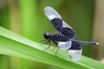 Image of Pied Paddy Skimmer Dragonfly (Neurothemis Tullia) on green leaves. Insect Animal