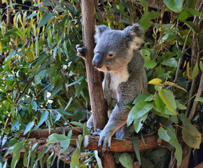 Cute koala looking on a tree branch eucalyptus
